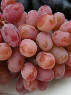 Grape, Einset Seedless PP6160