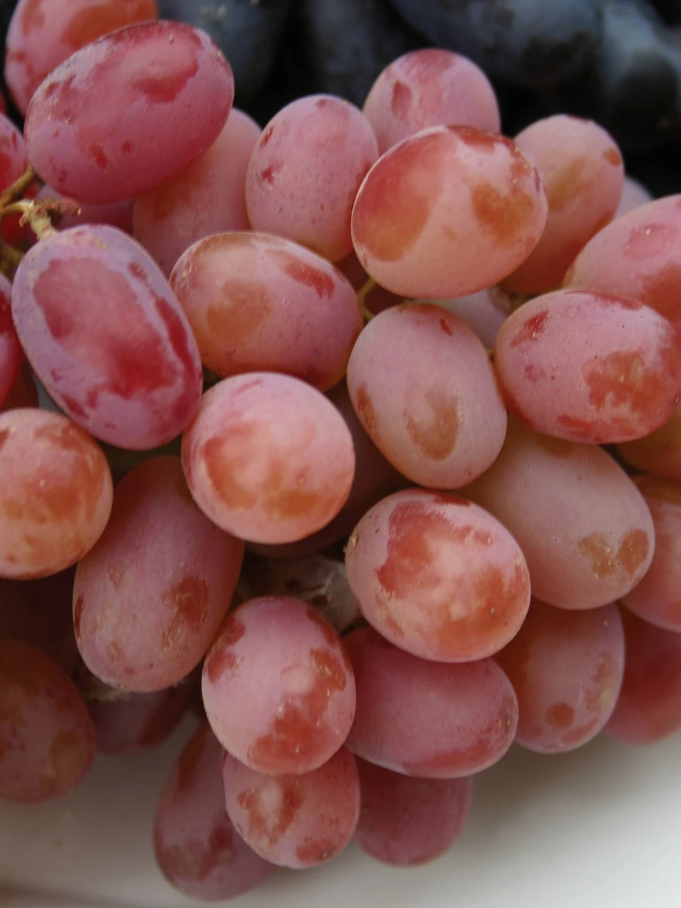 Grape, Einset Seedless PP6160