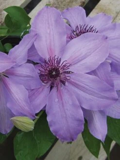 Clematis, Blue Ravine