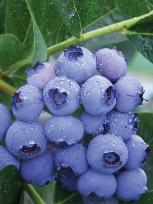 Blueberry, Patriot - Image 2