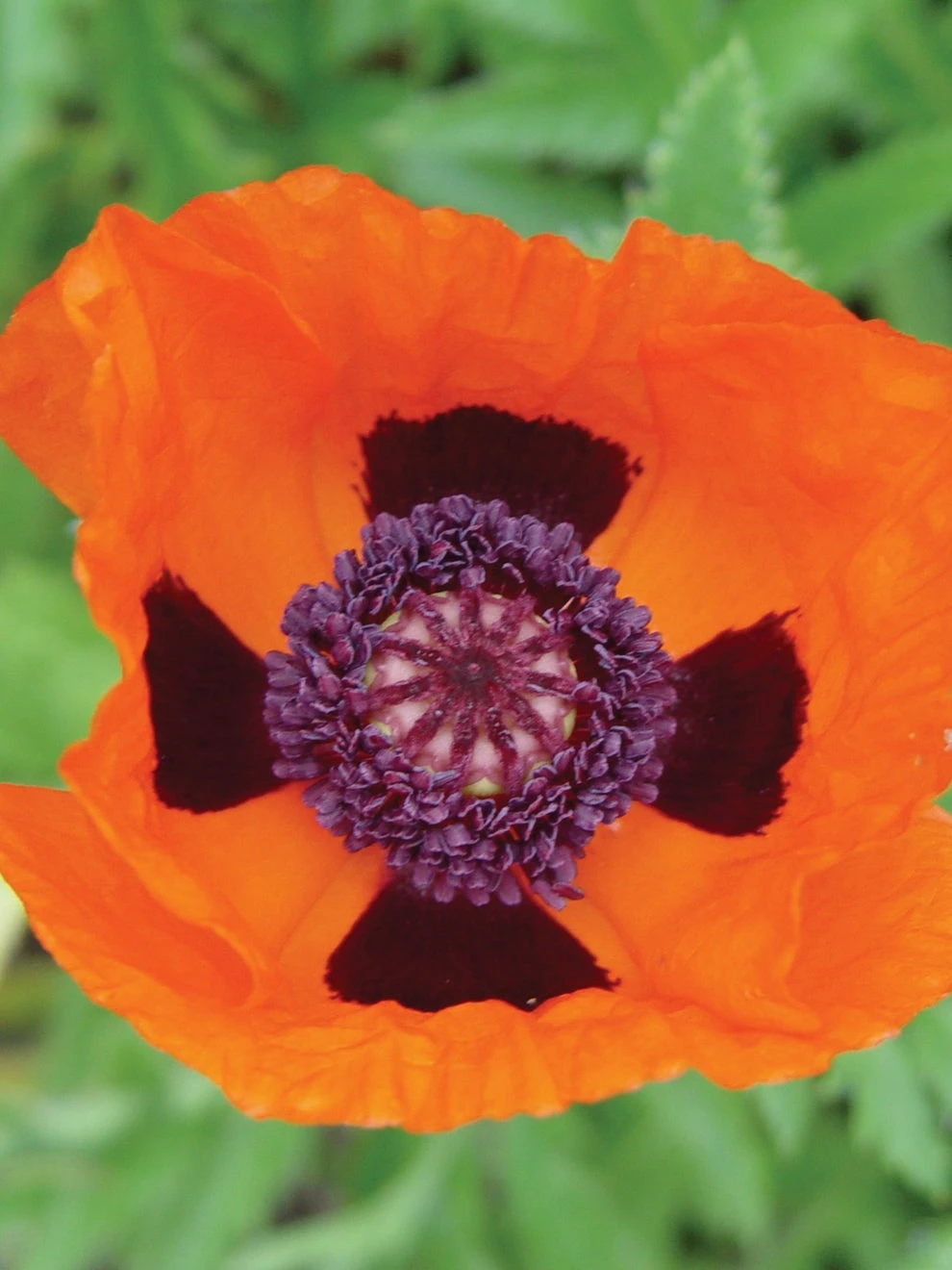 Poppy, Allegro - Image 2