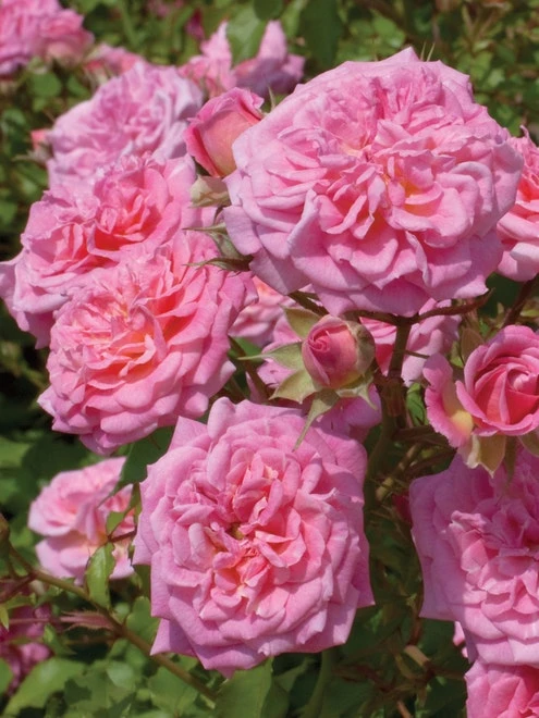 Rose, Sweet Drift - Image 3