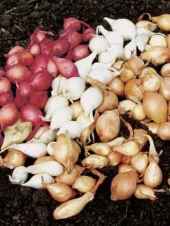 Onion Collection, Sets