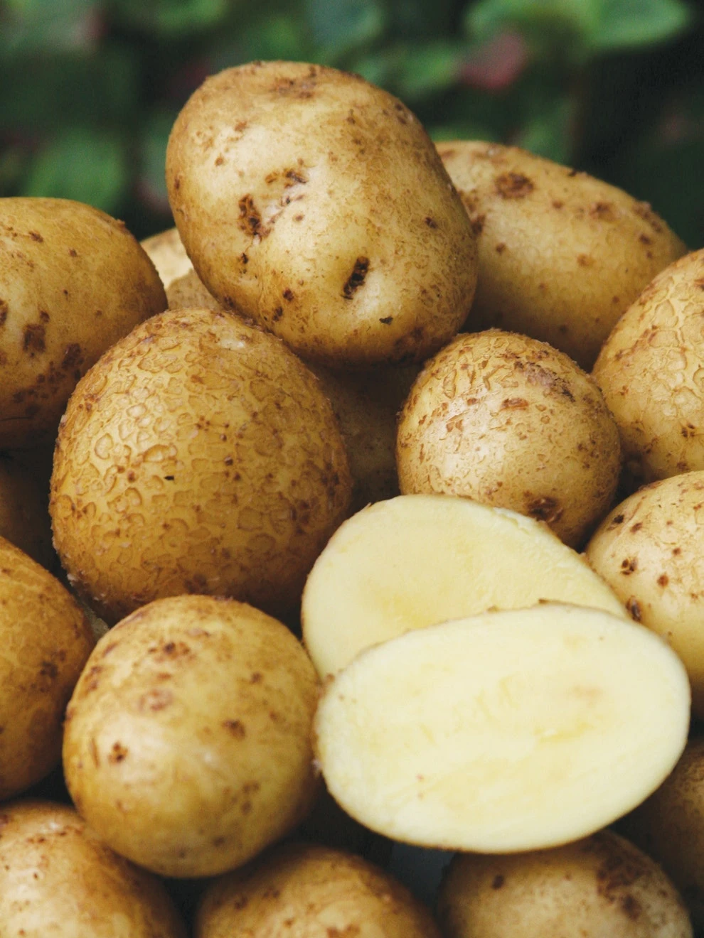 Potato, German Butterball - Image 2