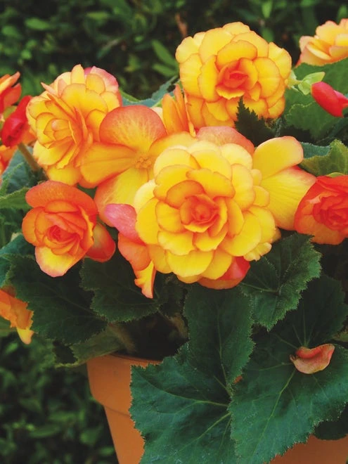 Begonia, On Top Sunglow - Image 2