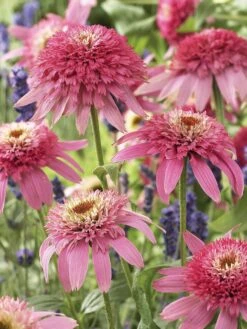 Echinacea, Pink Double Delight