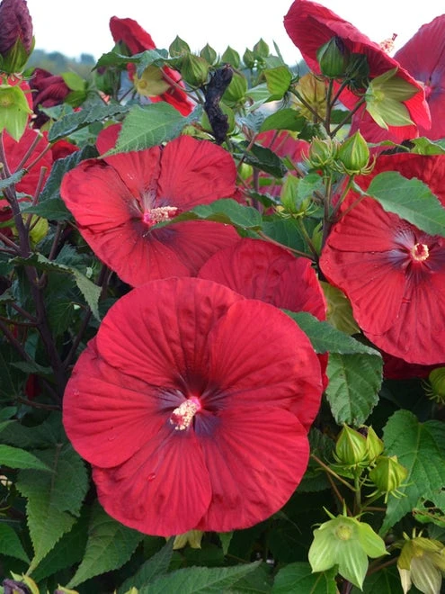 Hibiscus, Vintage Wine - Image 4
