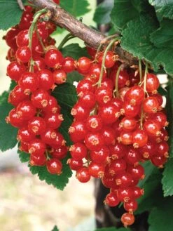 Currant, Red Lake