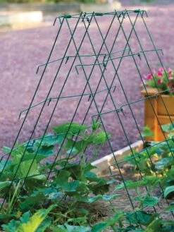 Squash And Cucumber A-Frame