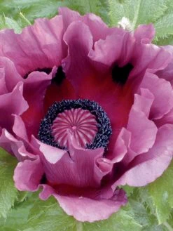 Poppy, Pattys Plum