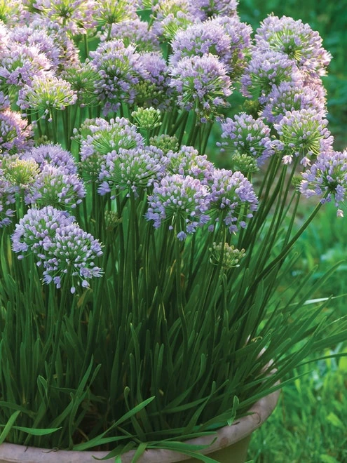 Allium, Pink Moon - Image 6