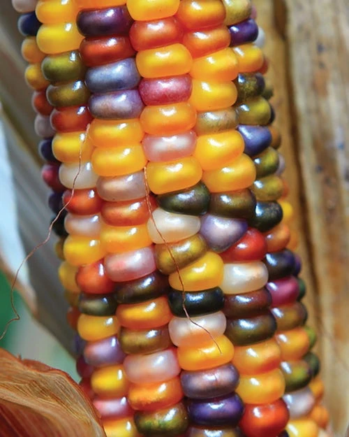 Corn, Ornamental, Glass Gem - Image 4