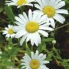 Shasta Daisy, Snow Lady