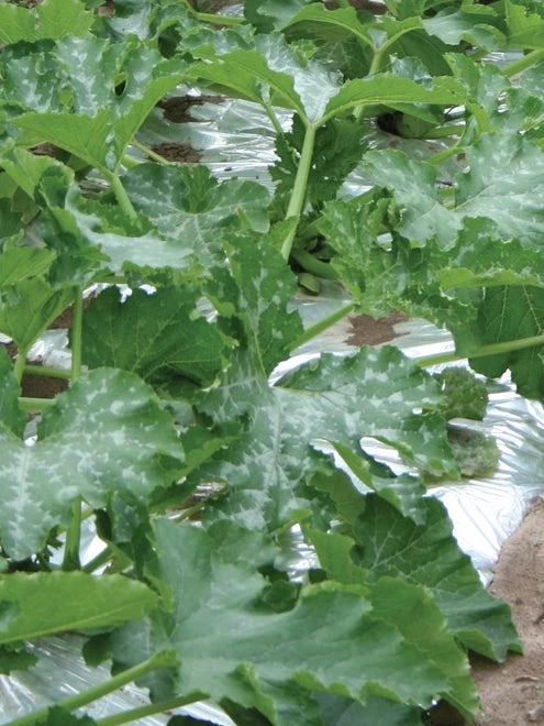 Silver Mulch - Image 7