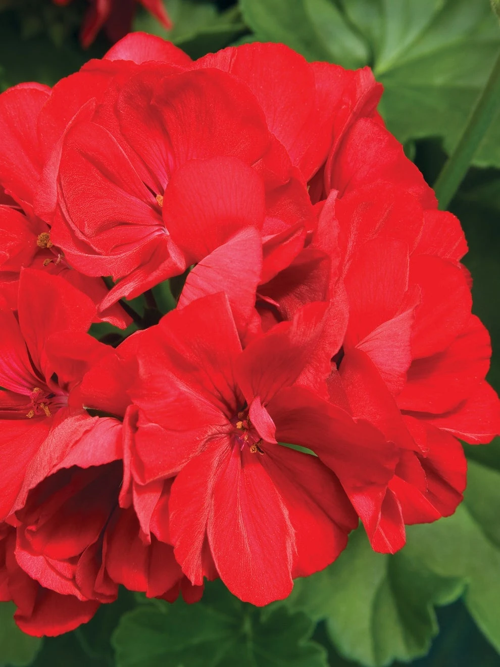 Geranium, Calliope Dark Red