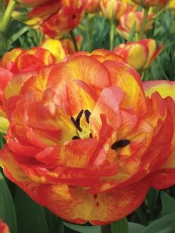 Tulip, Sundowner