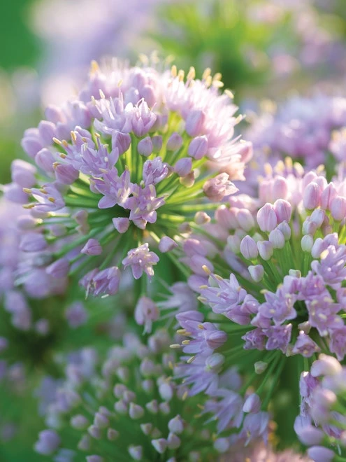 Allium, Pink Moon - Image 4