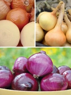 Onion, Mixed Plants Collection