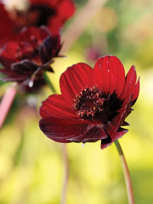 Cosmos, Choca Mocha - Image 2