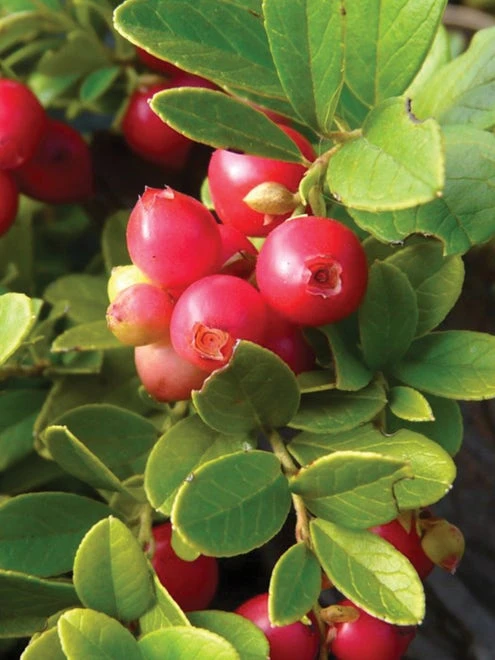 Lingonberry, Koralle - Image 2