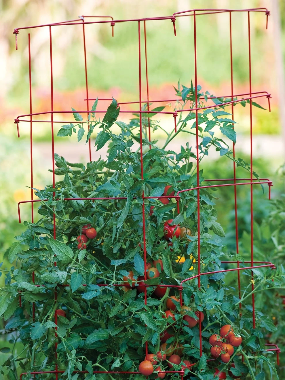 XL Pro Series Cage - Red