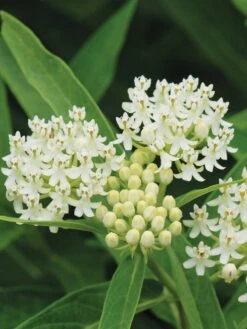 Asclepias Incarnata, Ice Ballet