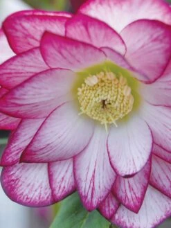 Hellebore, Winter Jewels® Peppermint Ice