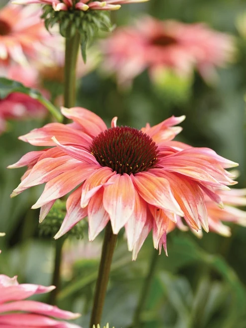 Echinacea, Playful Meadow Mama - Image 3