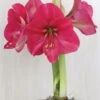 Amaryllis, Hercules