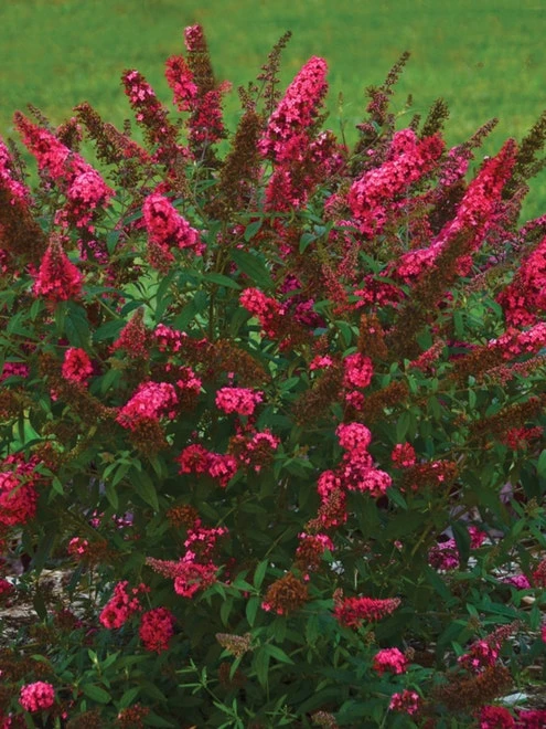 Buddleia, Prince Charming - Image 4