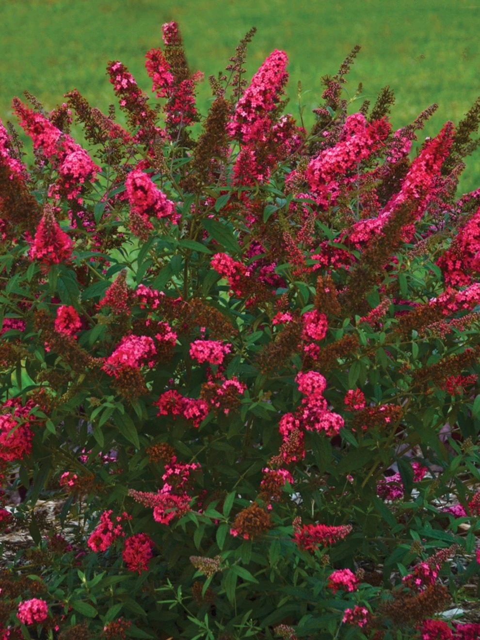 Buddleia, Prince Charming - Image 2