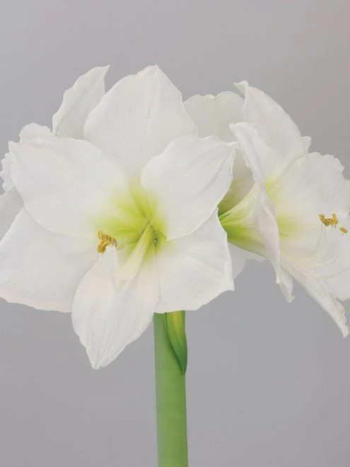 Amaryllis, Christmas Gift - Image 3