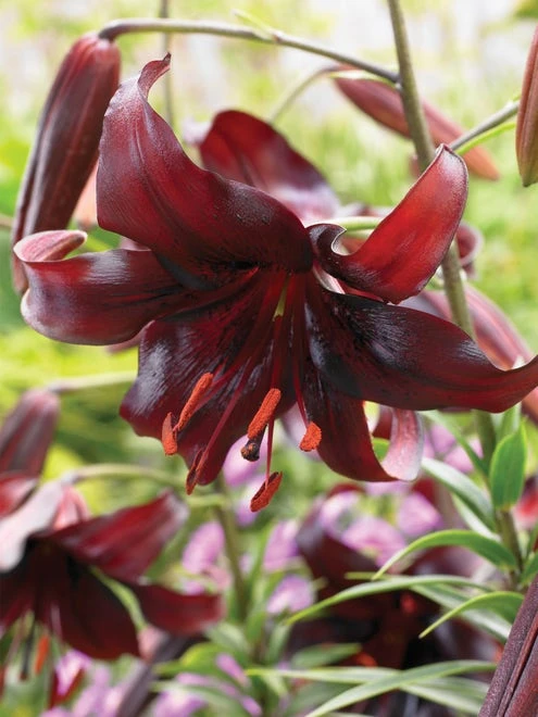 Tiger Lily, Night Flyer - Image 2