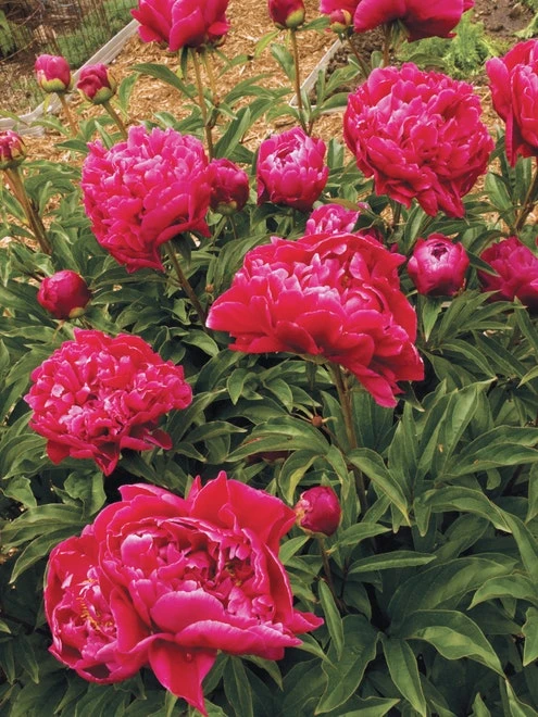 Peony, Karl Rosenfield - Image 4