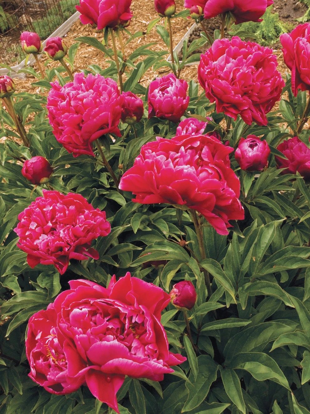 Peony, Karl Rosenfield - Image 2