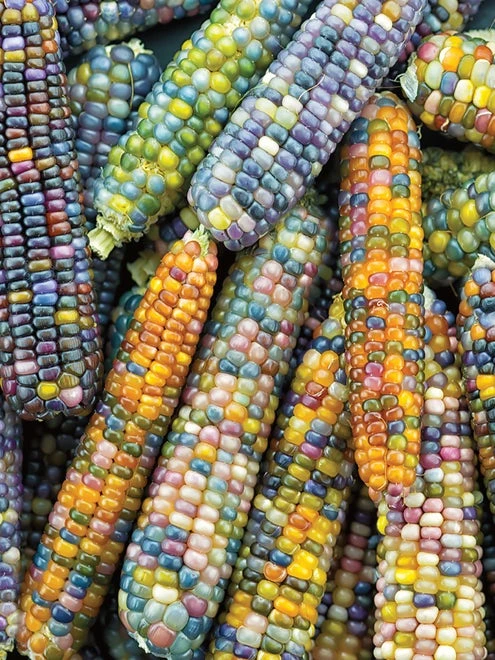 Corn, Ornamental, Glass Gem - Image 3