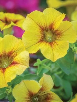 Petunia, SuperCal® Premium Caramel Yellow