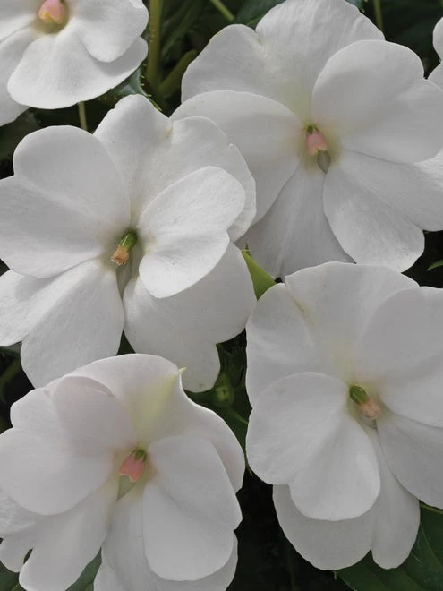 Impatiens, SunPatiens White - Image 2