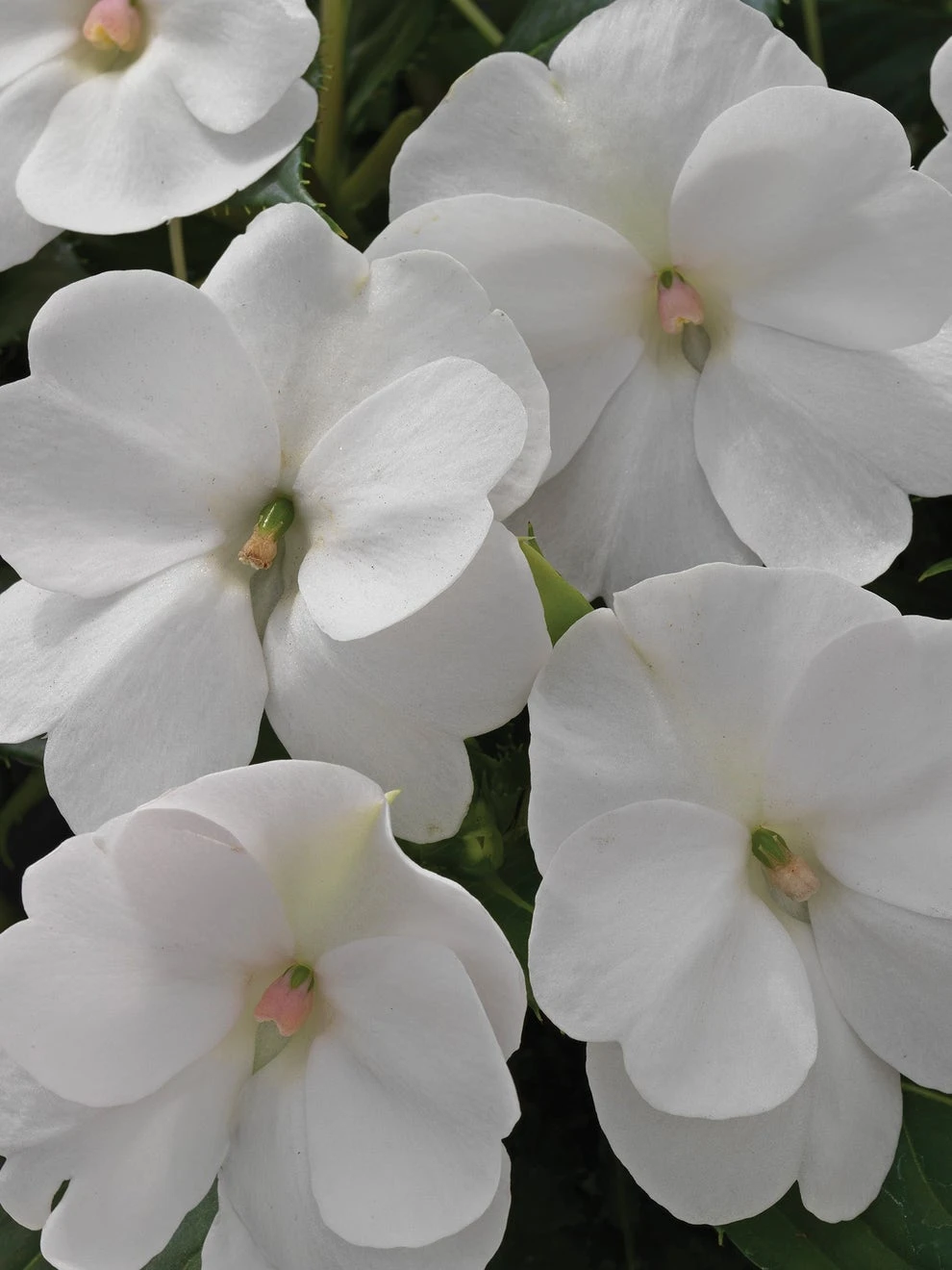 Impatiens, SunPatiens White