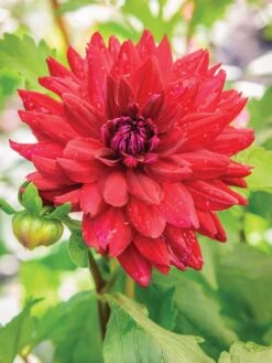 Dahlia, The Big Wow