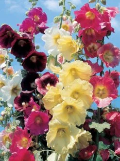 Hollyhock, Country Romance Mix