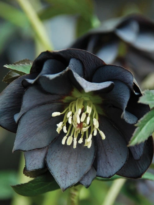 Hellebore, Winter Jewels® Onyx Odyssey - Image 2