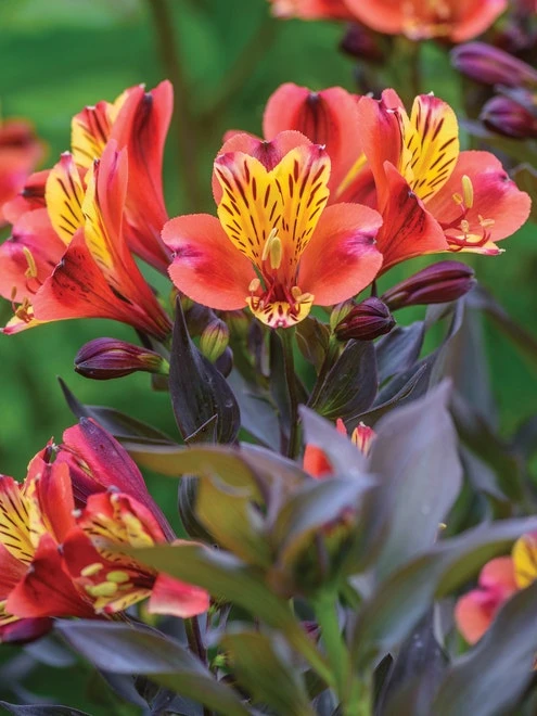 Alstroemeria, Indian Summer - Image 7