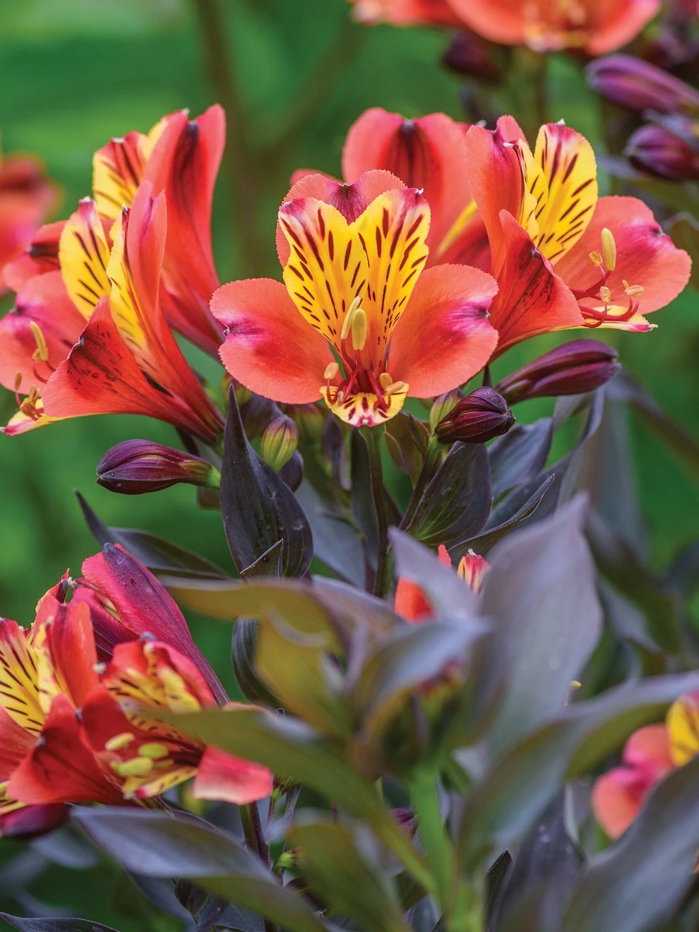 Alstroemeria, Indian Summer - Image 3