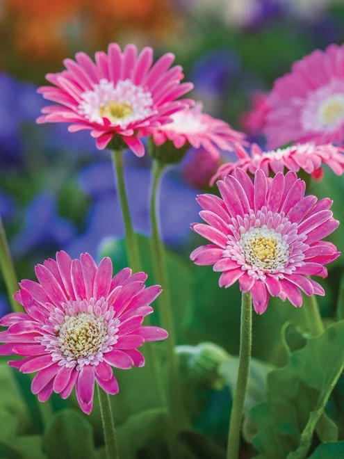 Gerbera, Garvinea Sweet Memories - Image 6