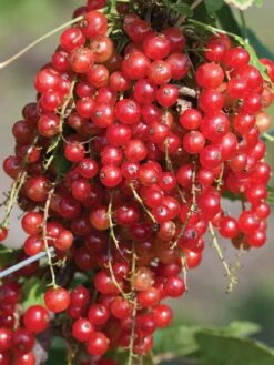 Currant, Jonkheer Van Tets, Red Early