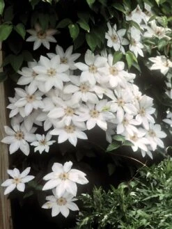 Clematis, Henryi (white)