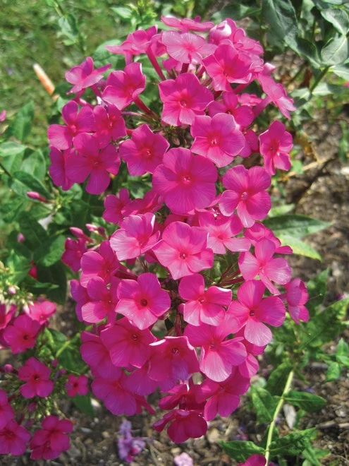 Phlox Paniculata, Kirchenfuerst - Image 3