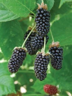 Blackberry, Columbia Sunrise