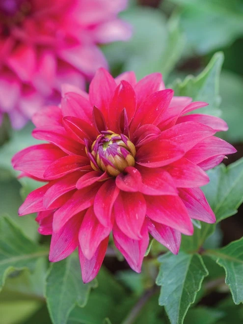 Dahlia, LaBella Maggiore Purple - Image 3